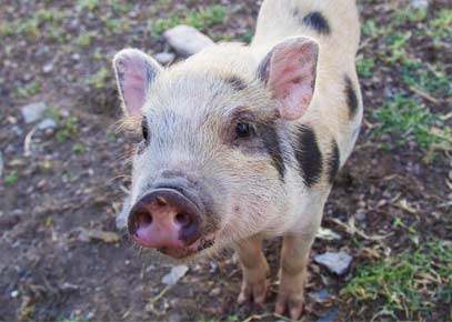 Minischweine Haltung und Fütterung - Minischweine Haltung & Fütterung - die wichtigsten Fakten