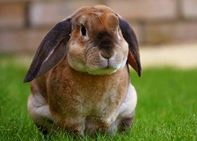Kaninchen - Alles was du über Kaninchen wissen musst! - Kaninchen Ratgeber - Alles was du über Kaninchen wissen musst!