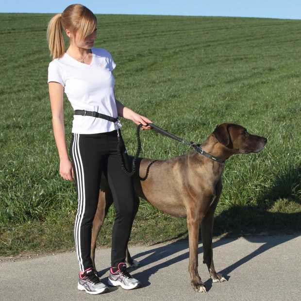Joggingleine Hund mit Bauchgurt kaufen