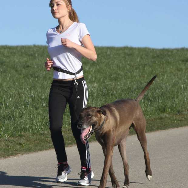 Joggingleine Hund mit Bauchgurt kaufen